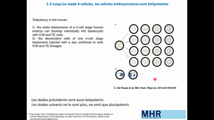 Cours - L3 - Cellules souches 1 - Corinne ABBADIE - 2021 01 26