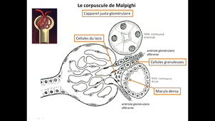 ED d'histologie MED3 n°2: le rein