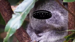 première vidéoClipchamp.mp4