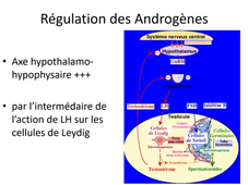 ENDOCRINOLOGIE _ Dr. G. ROBIN _ 05.04.2023 _ PHYSIOLOGIE REPRO MASCULINE.mp4