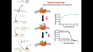Technique de criblage 2 - X. Dezitter - 24 oct 2023.mp4