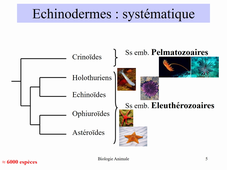 Deutérostomiens - Généralités