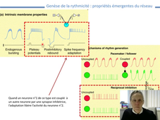 L3-NPM - locomotion 2026 - Chapitre 10b.mp4