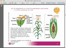 BV1 Cours 12, partie A: Pollinisations anémophiles/entomophiles, et adaptations florales