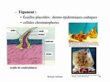 Les Poissons Cartilagineux