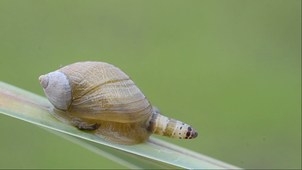 Leucochloridium paradoxum