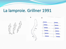 Les  mouvements automatiques.mp4