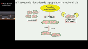 Biologie cellulaire - Mitochondries - SL