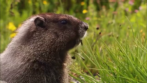 Vidéo sans titre ‐ Réalisée avec Clipchamp.mp4