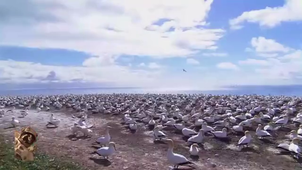 La vie sauvage Gauthier CALAIS Groupe 4.mp4