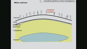 Systématique et reproduction - Partie 1 - Pierre-Arthur Moreau le 13 01 2020