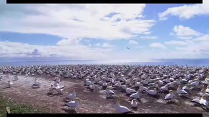 video la vie sauvage montage SAE-Loris Demarque.mp4