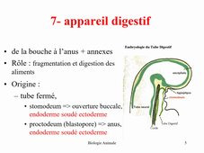 Organogénèse - Appareil excreteur, génital et digestif des Vertébrés