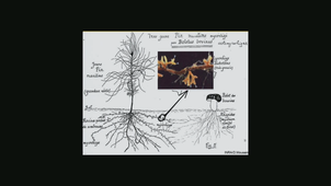 Symbioses - Pierre-Arthur Moreau le 20 01 2020