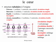 Organogénèse - Appareil circulatoire des Vertébrés